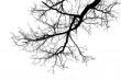 Big tree on sky background