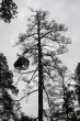 Big pine tree on grey sky background