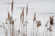 Dry grass on ice background