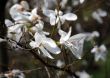 Magnolia blossoming in Kiev Botanic garden