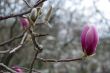 Magnolia blossoming in Kiev Botanic garden