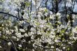 white cherry tree flowers