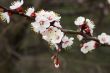 white cherry tree flowers