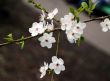 white cherry tree flowers