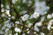 White cherry tree flowers