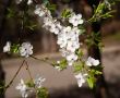 Flowers of apple tree