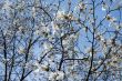 Magnolia blossoming in Kiev Botanic garden
