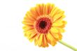 bright