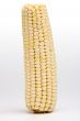 Corn on the cob