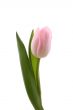 single pink tulip isolated
