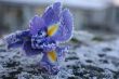 iris in morning
