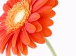 pretty in orange