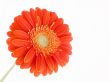 pretty in orange