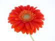 pretty in orange
