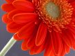 pretty in orange