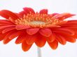 pretty in orange