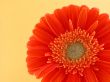 pretty in orange