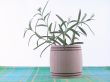 rosemary