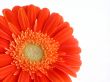 pretty in orange
