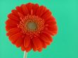 pretty in orange