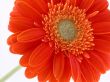 pretty in orange