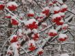 Snowy winter rowan tree berries clusters