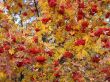 Autumn Rowan tree berries clusters