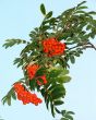 Rowan tree berries clusters