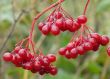 Autumn Snowball-tree Berry Bunch