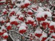 Snowy winter rowan tree berries clusters