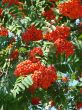 Summer Rowan tree berries clusters