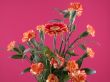 carnation and gerbera