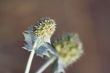 wild flower macro