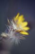 wild flower macro