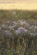 Meadow