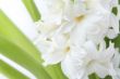 hyacinth flowers