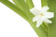 flowers hyacinth