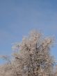 Hoarfrost on branches on blue sky background