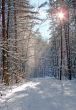 Winter snowy road thru morning pine wood