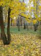 Autumn yellow alley