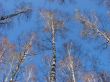  birch tree alley logs upon blue sky