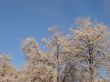 Hoarfrost on branches on blue sky background