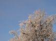 Hoarfrost on branches on blue sky background