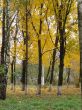 Autumn yellow alley