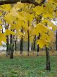 Autumn yellow alley