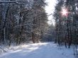 Winter snowy road thru morning pine wood