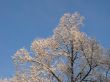 Hoarfrost on branches on blue sky background