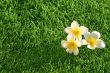 grass background & flowers