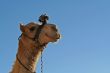 The camel smiles