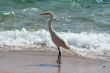 Bird near the sea